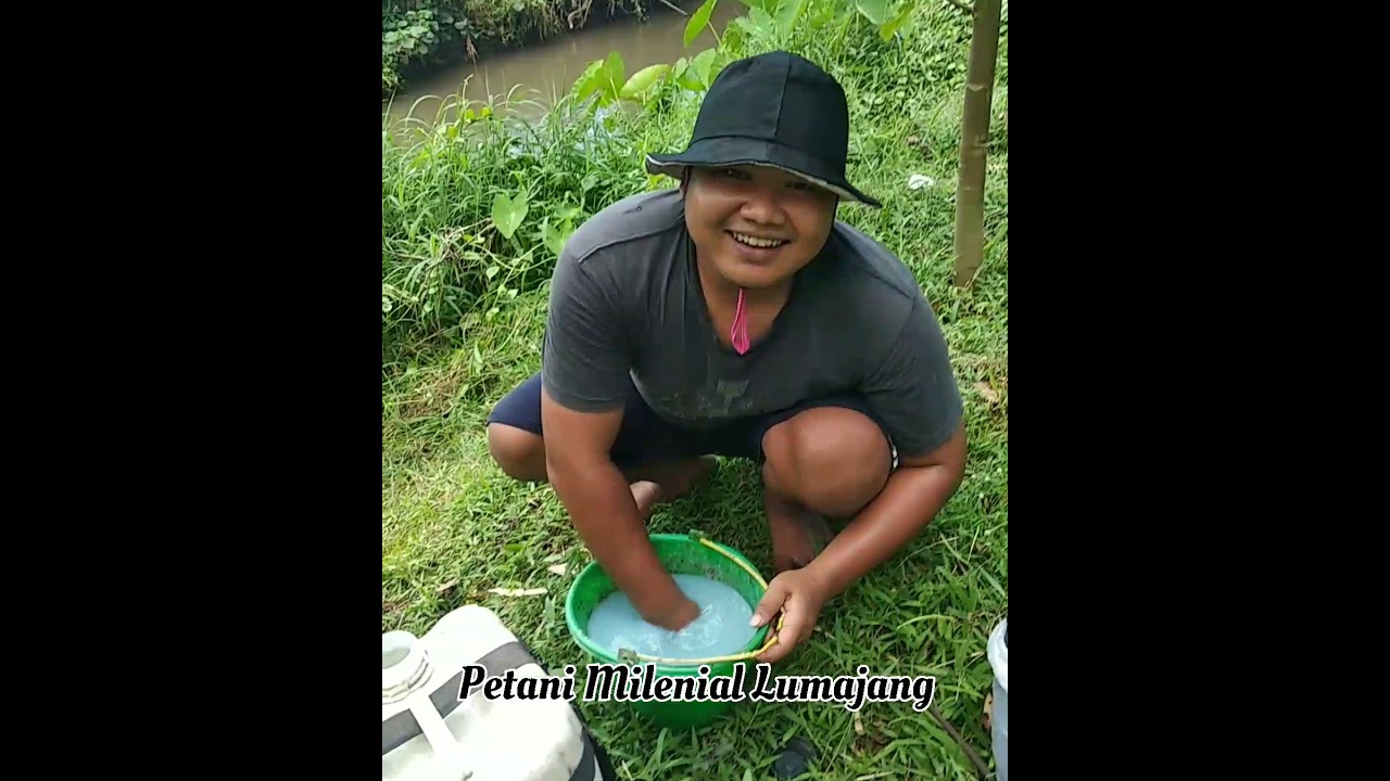 Pohon Balsa Cepat Besar dan Tinggi Pakai Pupuk dan Cara ini