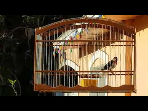 Pajaro degollado Cantando 