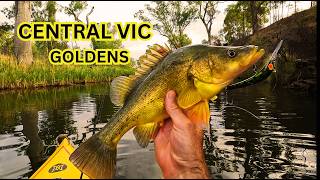 Late season Golden Perch, Loddon River