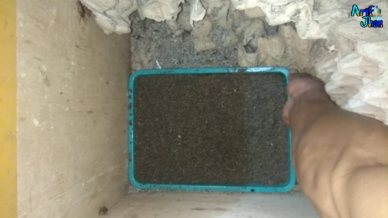 Membuat Indukan Jangkrik Dari Jangkrik Pakan Burung Di Toko Part 3