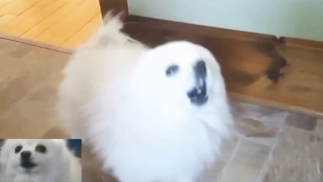 Best Of Gabe The Dog meme YouTube