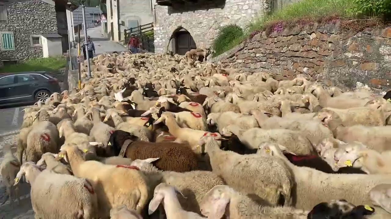 la transumanza - Pontebernardo