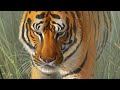 Time Lapse Painting - Tiger Mist