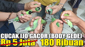 NGUTANG PUN TERJADI KALAU GA TAHAN MELIHAT CUCAK IJO (GACORAN CUMA 180 RIBUAN) BUKAN 5 JUTA