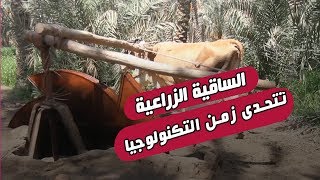 الساقية الزراعية تتحدى زمن التكنولوجيا