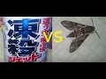 風呂場に出た巨大蛾VS凍殺ジェットGiant moth VS Cool Spray