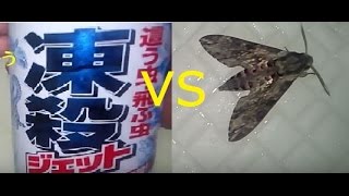 風呂場に出た巨大蛾VS凍殺ジェットGiant moth VS Cool Spray