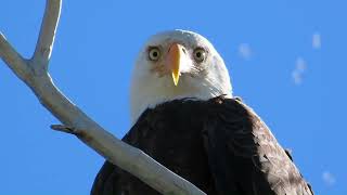 Tracking a Bald Eagle with the Dogs!