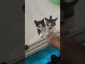 朝のかまって猫
