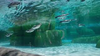 天王寺動物　ペンギン水槽