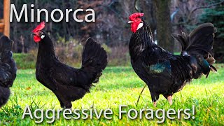 Roosters Fighting, Crowing, and Free Ranging, The Black Minorca is my favorite Free Range Breed.