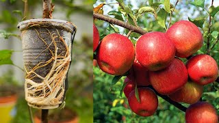 🍎Apple tree propagation by air layering using Aloe Vera - easy method