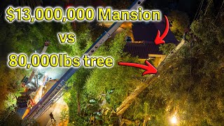 Huge Tree Almost Falls on Beverly Hills Mansion