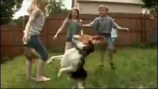 dogs 101 beagle.mp4 by Puppies inchennai 4,107 views 12 years ago 5 minutes, 16 seconds