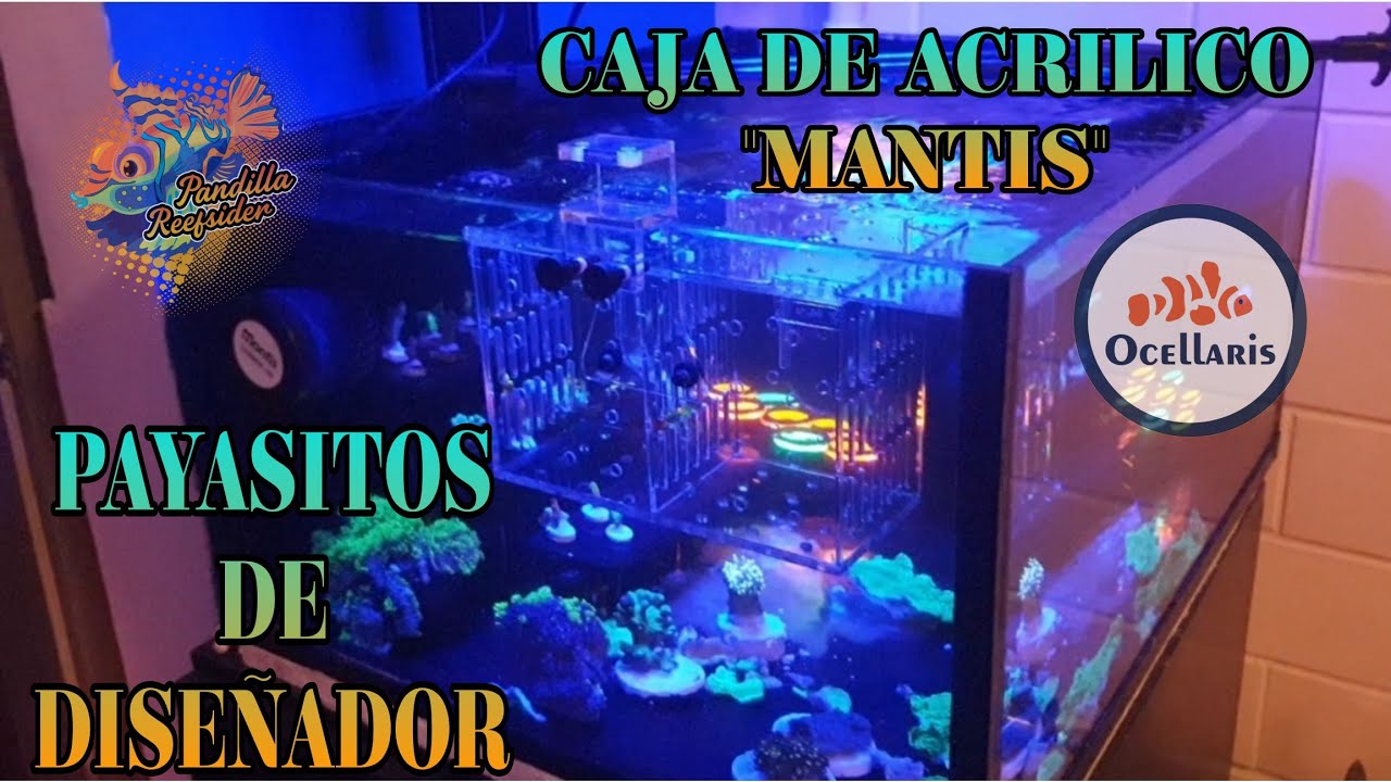 Pez Payaso y algunas de sus diferentes especies