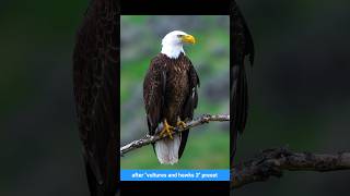 Download #birdpack from birdspot.com and get 125+ premium Lightroom presets for your bird photos! screenshot 1