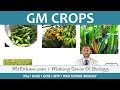 GM Crops - GCSE Biology (9-1)