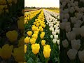 Nature so amazing. Would you walk through this paradise?#TulipField #NatureLovers #BeautifulPlaces