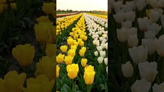 Nature so amazing. Would you walk through this paradise?#TulipField #NatureLovers #BeautifulPlaces