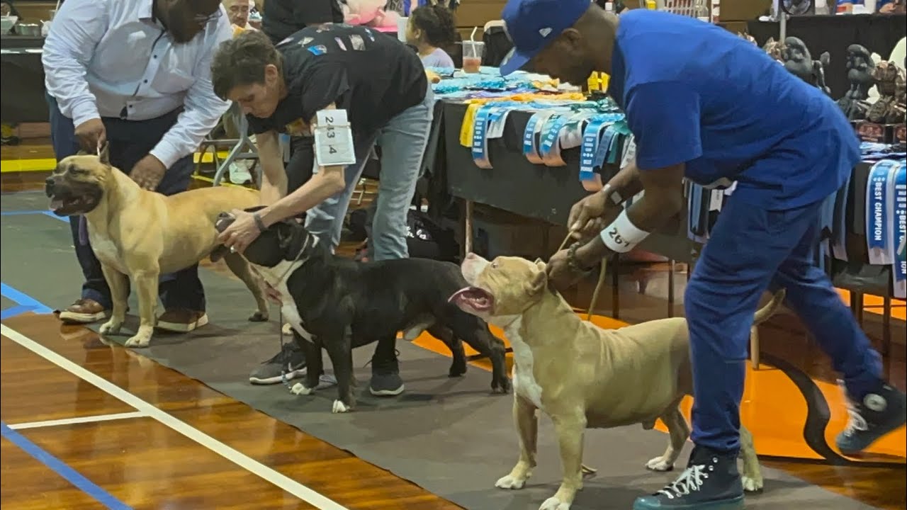 Highlights from The Abkc March Madness Dog Show in North Carolina!!🏆🏆🏆