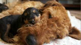 Miot 'Z'  Ruvido.pl  Airedale Terrier