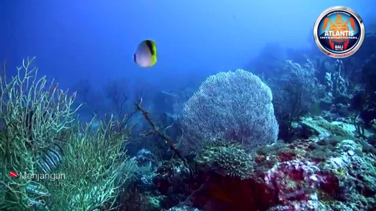 Diving Menjangan Island with Atlantis, Dive sites of Bali