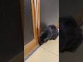 【猫動画】なんでしょう？🙀😻