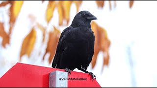 If You See A Crow On A Stop Sign You Must...