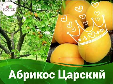 Абрикос царский 🍑