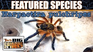 Featured Species # 2 Harpactira pulchripes (Golden blueleg baboon)