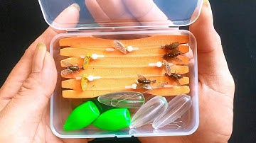 Test Thử Mồi Ruồi Câu Cá Mương Câu Cá Rô Phi Xem Có Gì Đặc Biệt