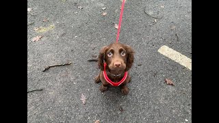 Cody the 15 Week Old Cocker Spaniel Puppy - 2 Weeks Residential Dog Training