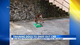 Big Island trains dogs to sniff out invasive Coconut Rhinoceros Beetle larvae