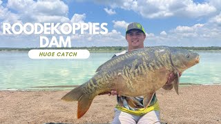 Roodekoppies carp fishing/huge mirror South Africa!