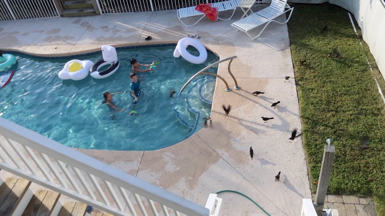 Двоюродных братьев и сестер атаковали птицы на пляже, а Сейдж и Поппи отмечали свой 9-й день рожд...