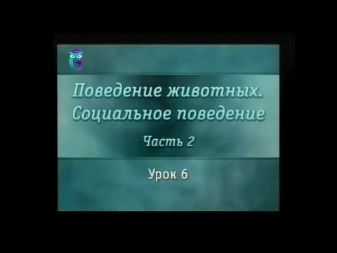 Социальное поведение животных. Урок 2.6. Разнообразие общин муравьёв