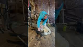 Shearing a Shetland Sheep