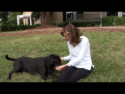 Videó: Kutya empátia
