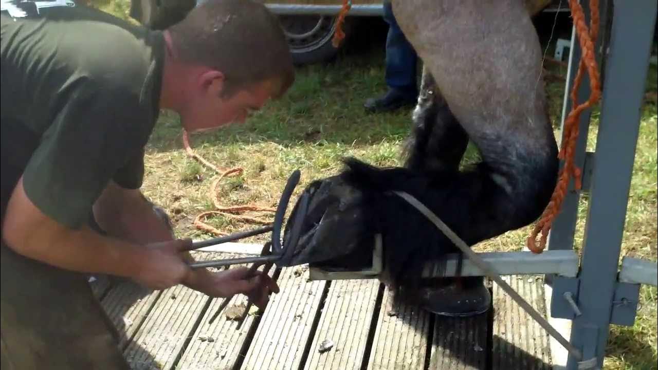 Belgian Draft horse farrier at work IHF Pannngen 2013 HMT werkpaard