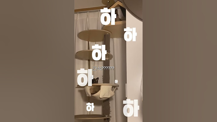 똑똑한 고양이들