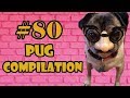 2018 ! Pug Compilation 80 - Funny Dogs but only Pug Videos mIX 53-54 | Instapugs