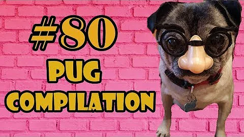 2018 ! Pug Compilation 80 - Funny Dogs but only Pug Videos mIX 53-54 | Instapugs