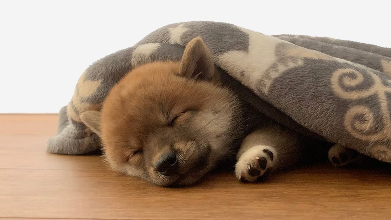 캐나다에서 태어난 아기 시바견 하리보를 소개합니다