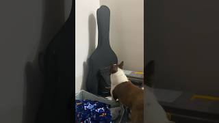 La divertida batalla entre Barth, el Boston Terrier, y una guitarra