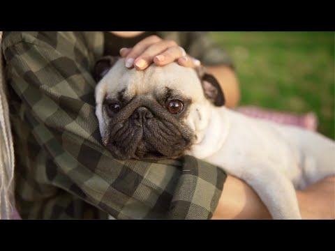 Video: Pet Peace of Mind Program hjælper hospice patienter med kæledyr