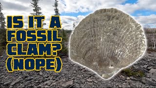 How to Identify Michigan Fossils