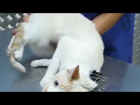Video: Ako Zabrániť Mačke Pred Poškriabaním Nábytku