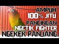Terapi Sekali Pancing Saja Jitu Memancing Lovebird Fighter Ngetik Dan Ngekek Panjang Mp3 - Mp4 Download