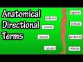 أغنية Anatomical Position And Directional Terms - Anatomical Terms - Directional Terms Anatomy