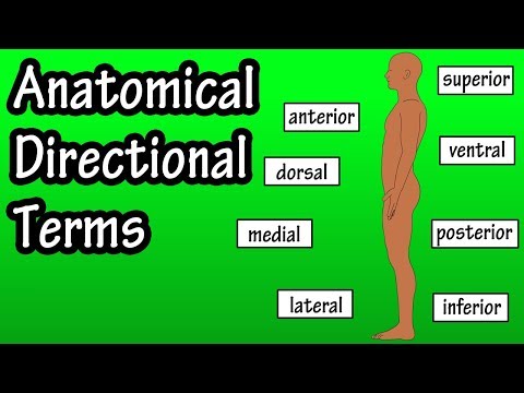 Video: De ce sunt importanți termenii direcționali anatomici?